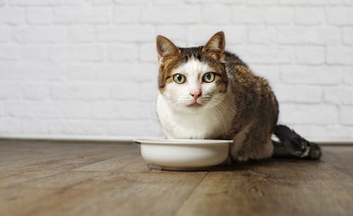 cat stares as he eats his food