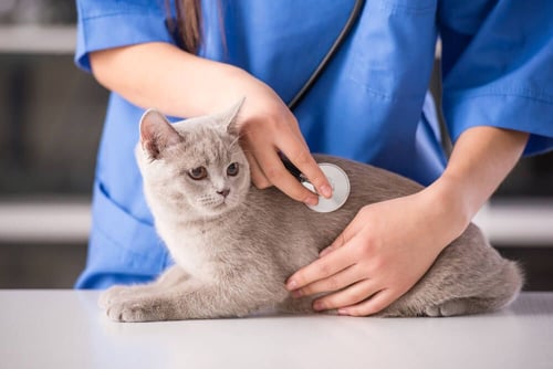 vet checking a grey cat