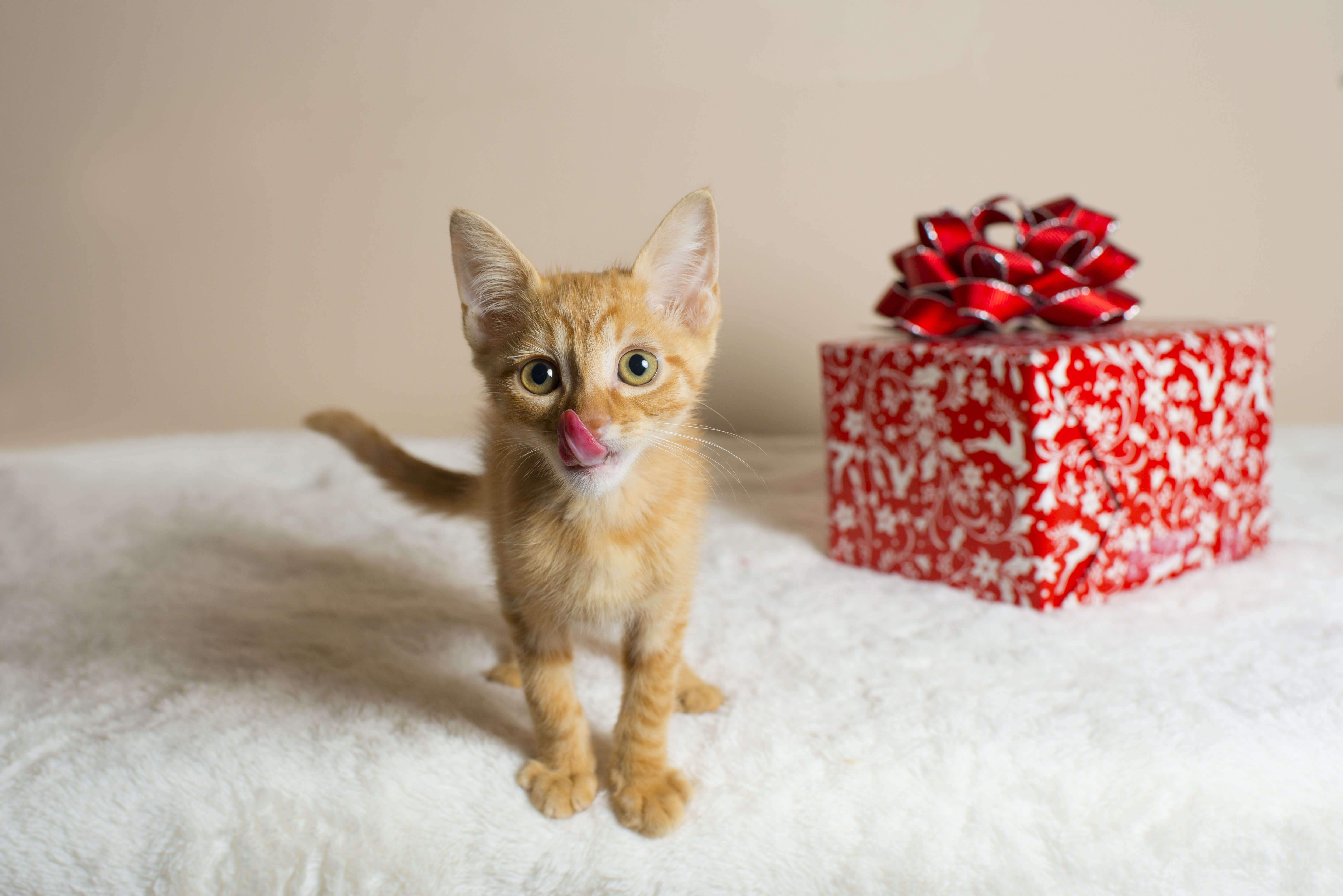 kitten with christmas present
