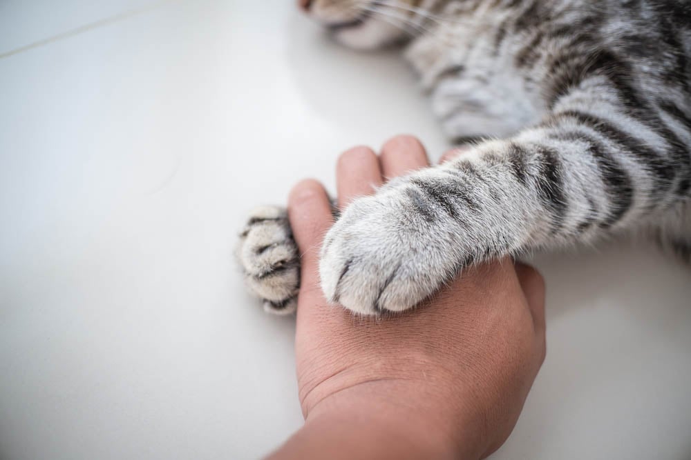 Katzenpfote liegt auf Menschenhand