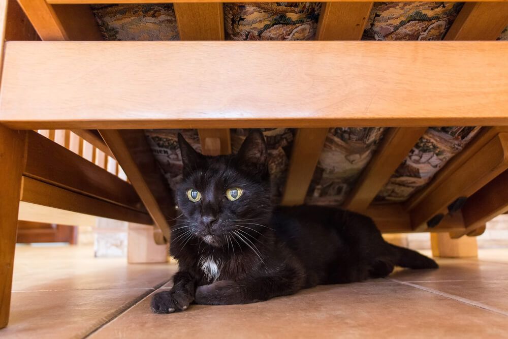laissez des échappatoires possibles pour que votre chat ne sente pas pris au piège