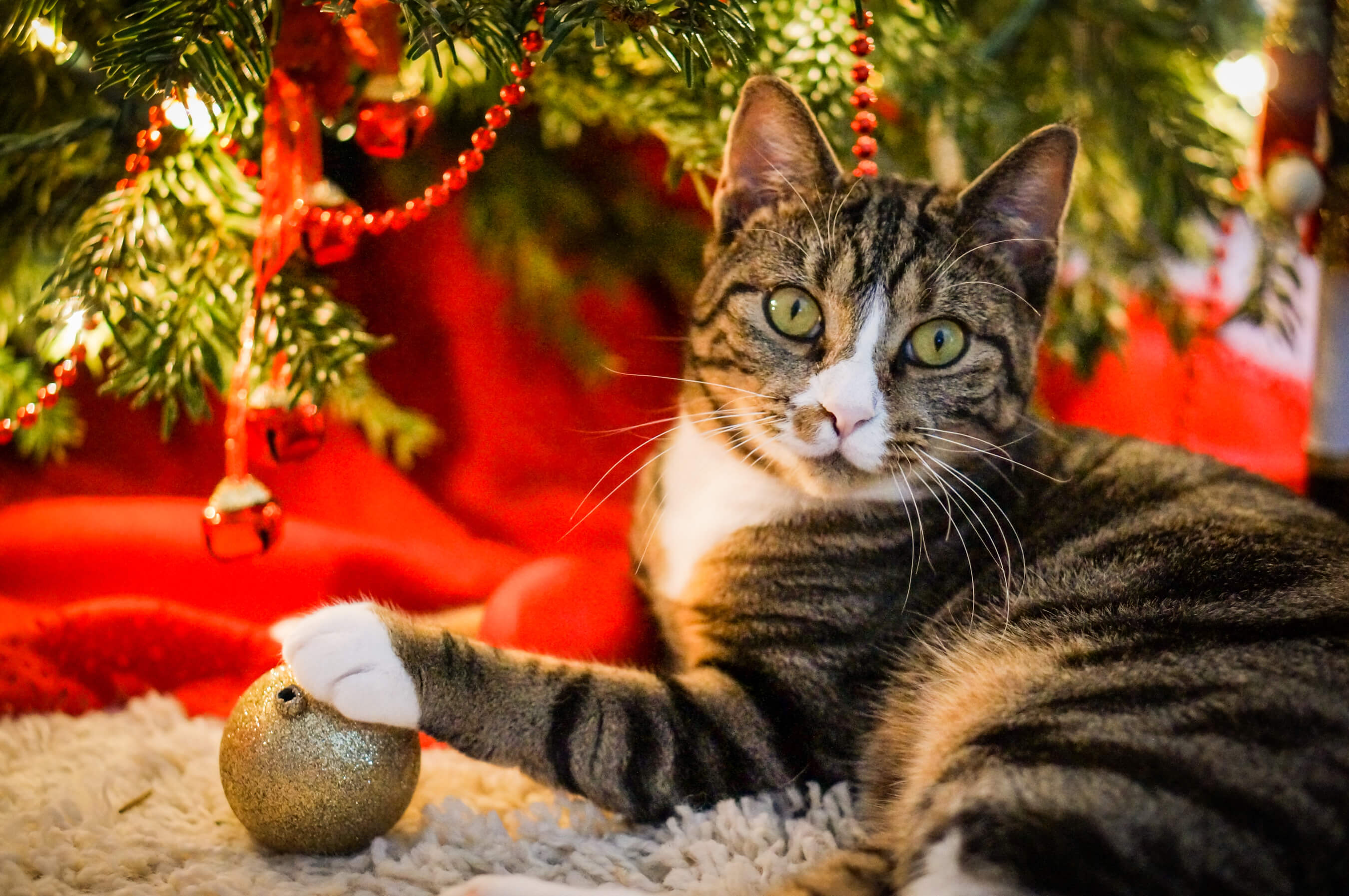 cat checking christmas ornament