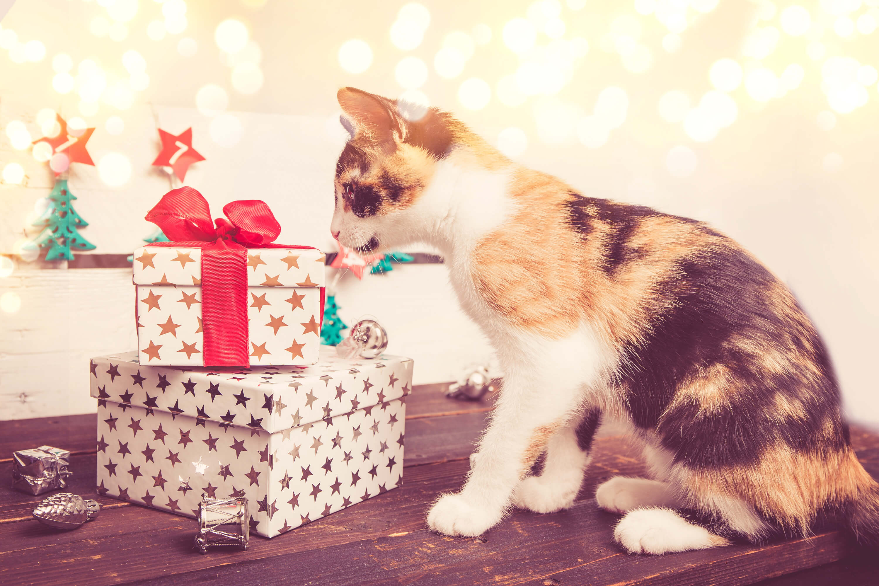cat checking their christmas presents