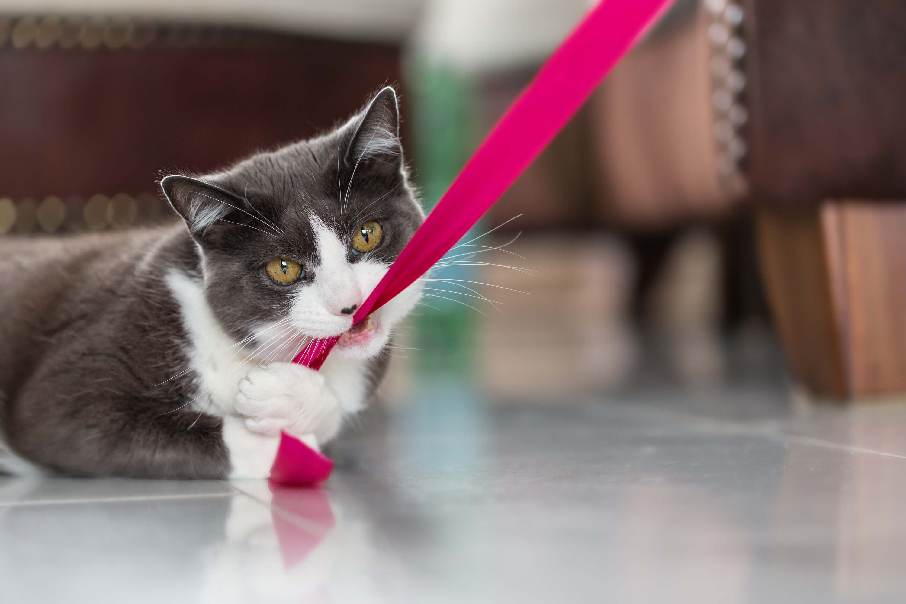 cat playing with christmas ribbon
