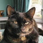 Tootsie FELIWAY review