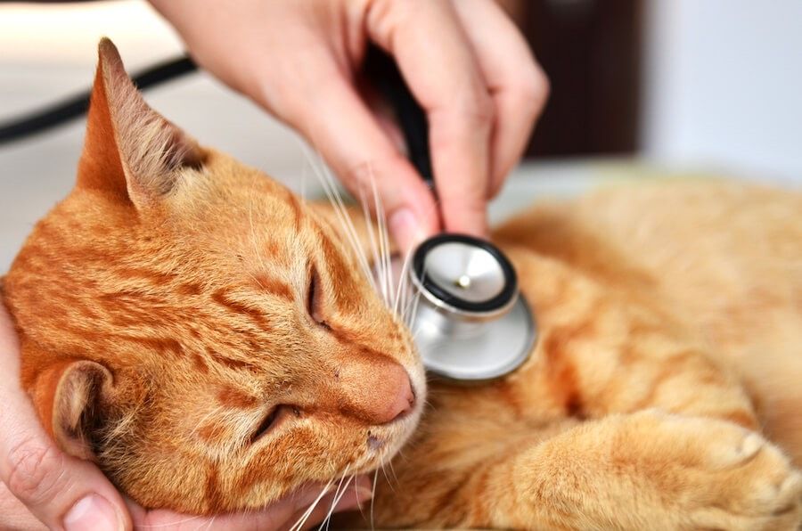 Katze wird vom Tierarzt untersucht