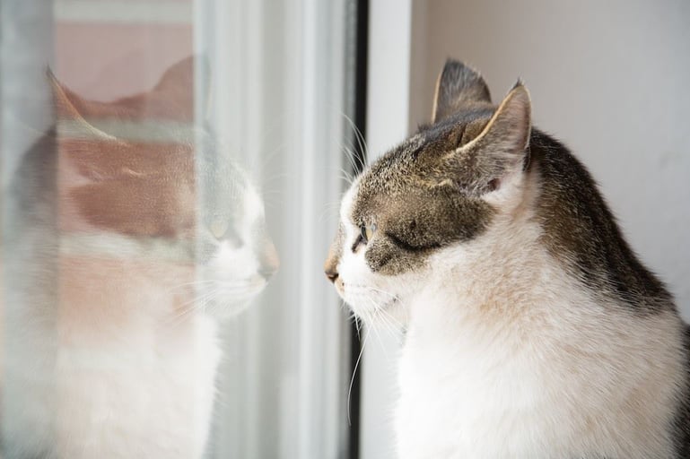 5 redenen waarom jouw kat of sproeit in huis