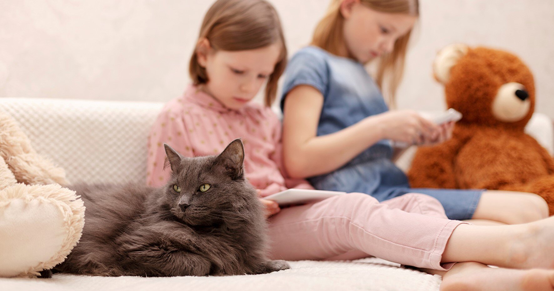 Um gato cinza sentado com duas garotas