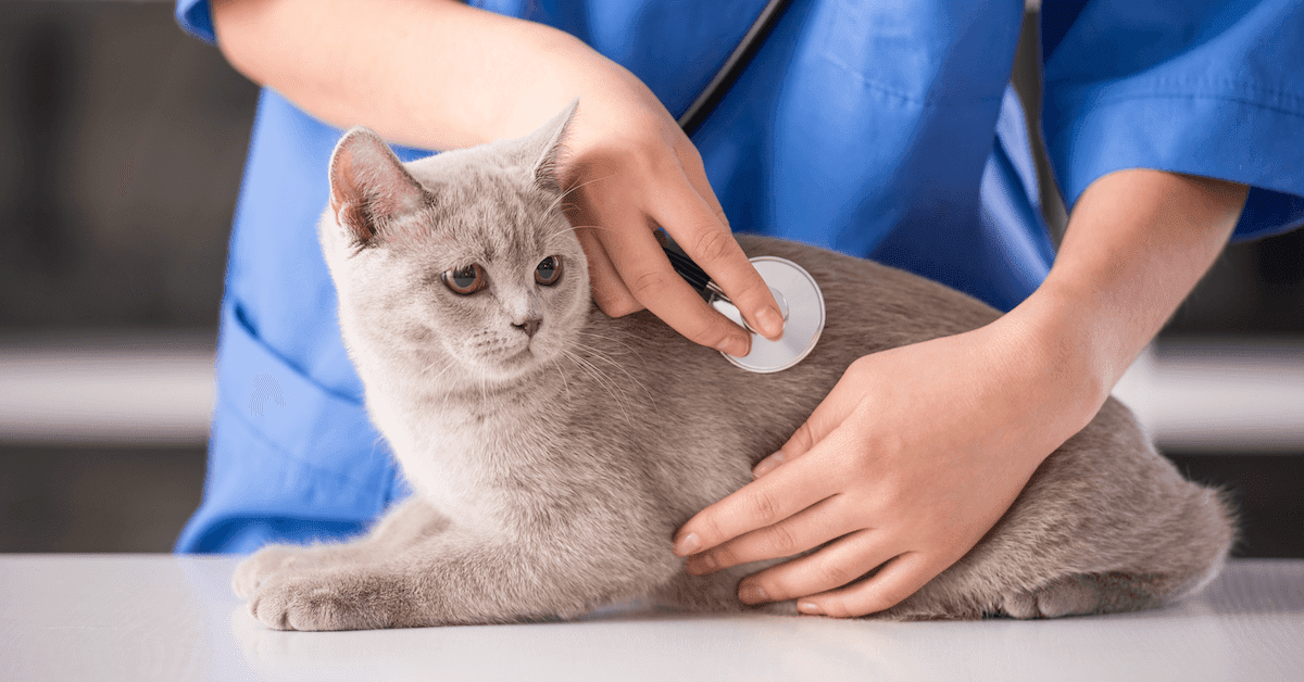 Tierarzt untersucht die gestresste Katze