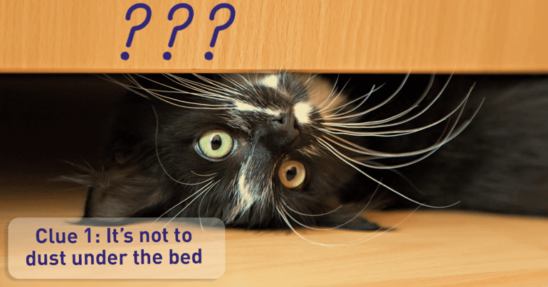 What Does It Mean If My Cat Hides Under the Bed_post