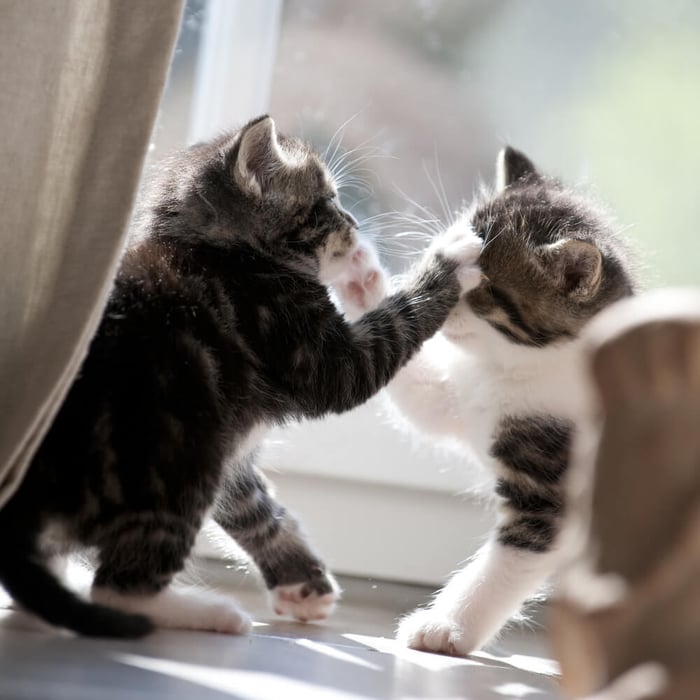 Kittens fighting