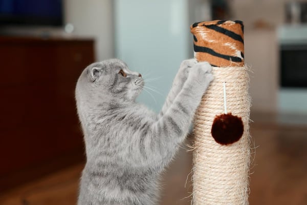 grey cat playing with its scratching post