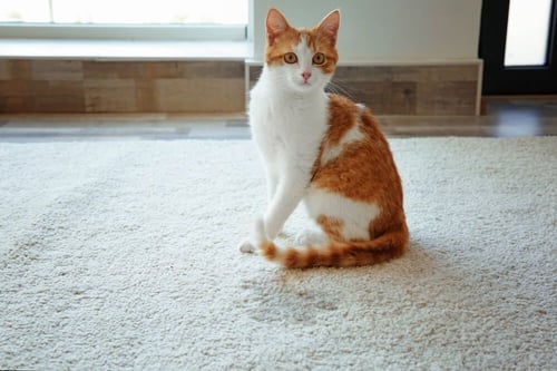 cat sprayed on the white rug