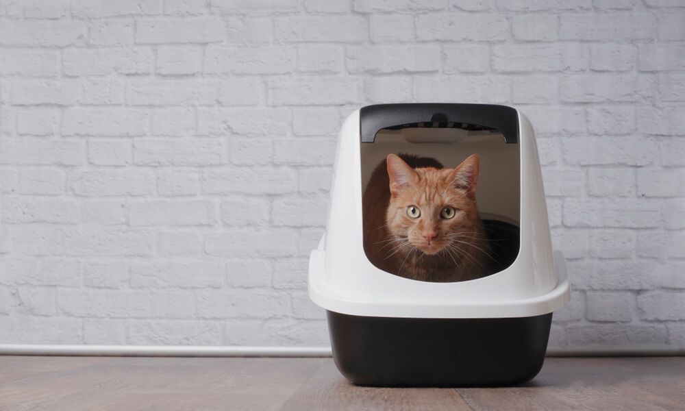 Weibliche Katze markiert außerhalb des Katzenklo