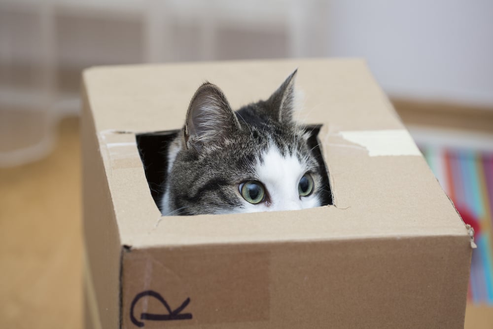Why do they do that - insist on cardboard boxes so much August Editorial-02