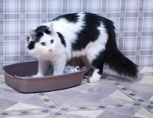 cat steps into the litter box