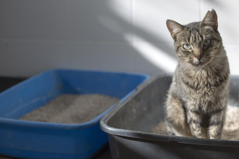 Katze Pullert Auf Bett