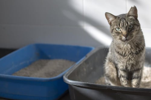 cat in a litter box