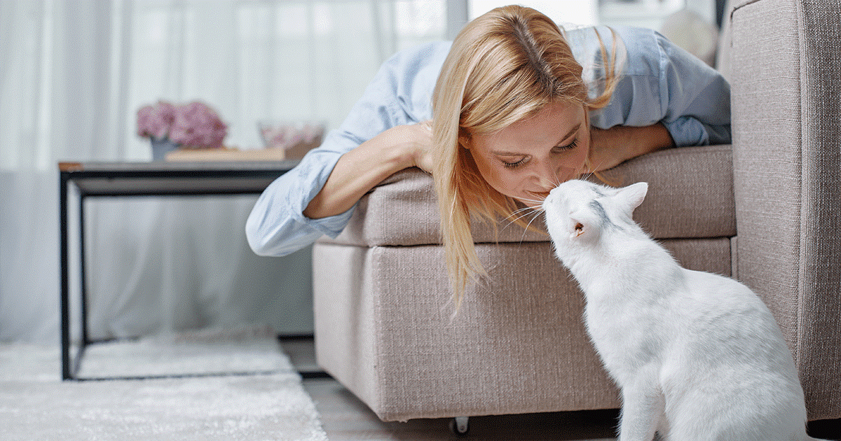 carattere del gatto Russian White