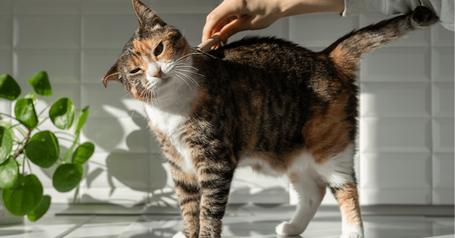 cat in kitchen