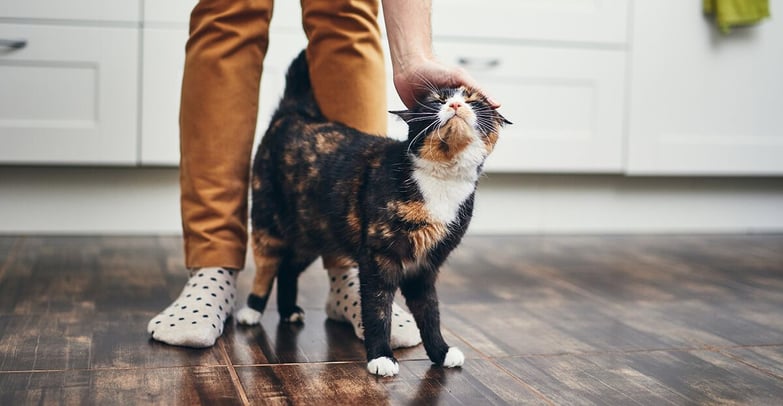 cat separation anxiety_1-1