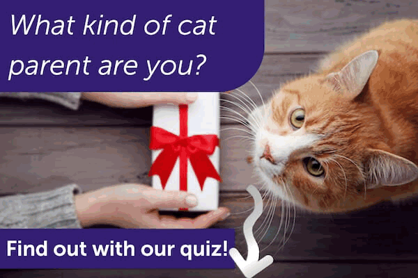Which type of cat parent are you? Which type of cat parent are you?