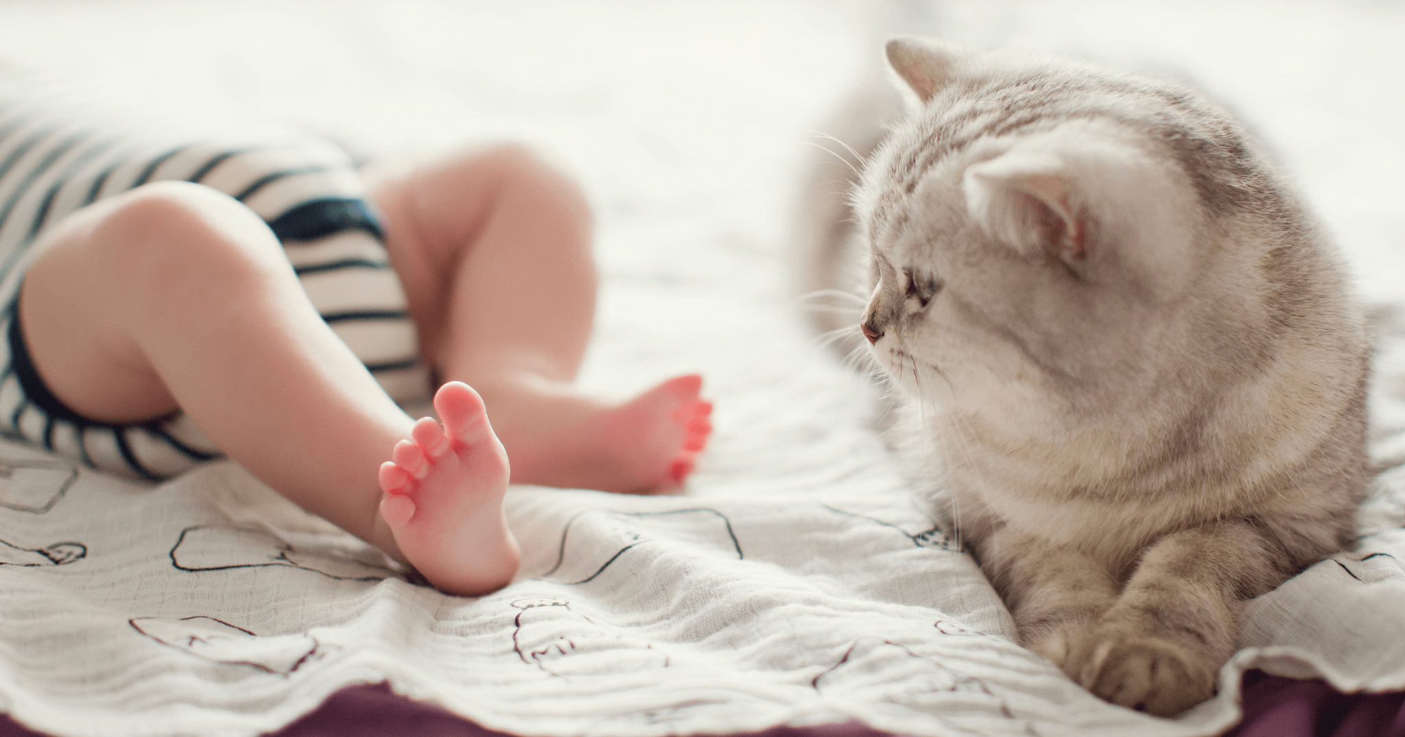 che fare se il gatto è geloso del neonato