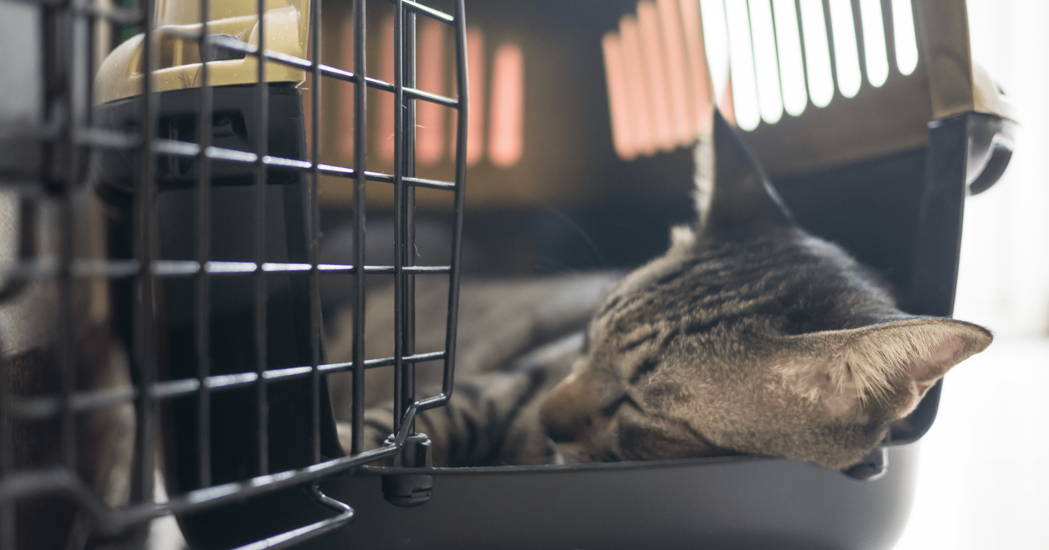 come deve essere il trasportino per gatti