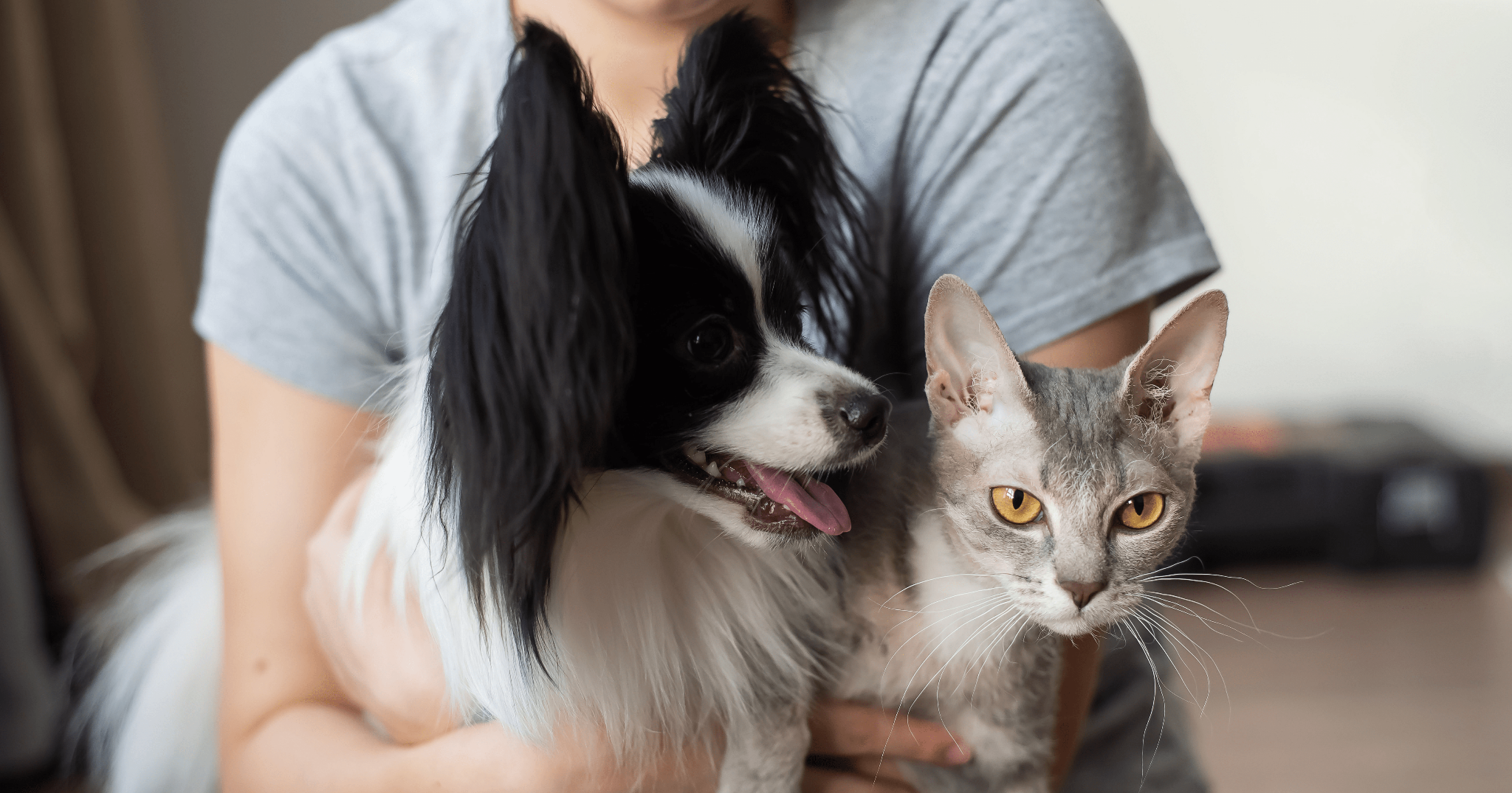 come fare andare d’accordo cani e gatti