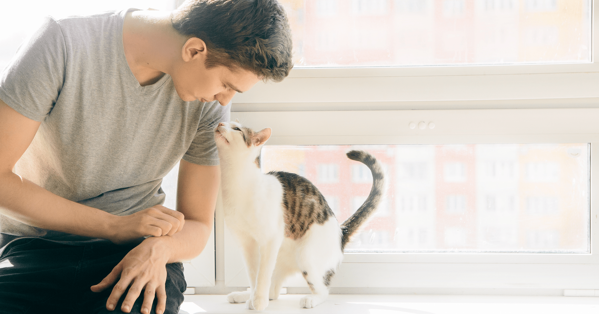 cose da sapere prima di scegliere un cat sitter