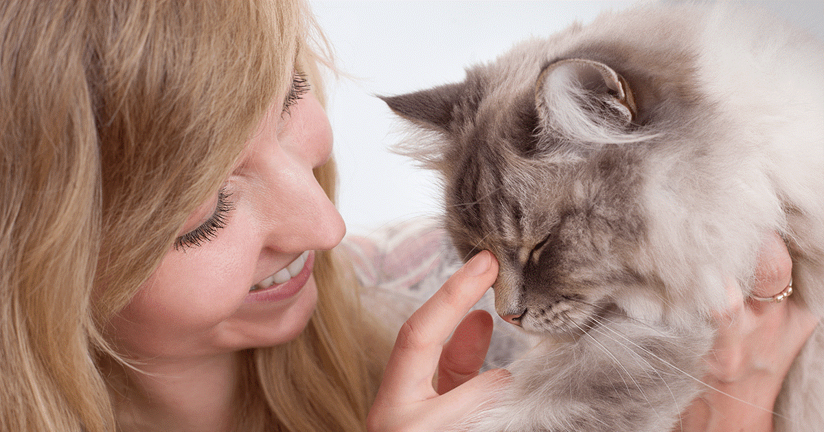 curiosità sui gatti Ragdoll