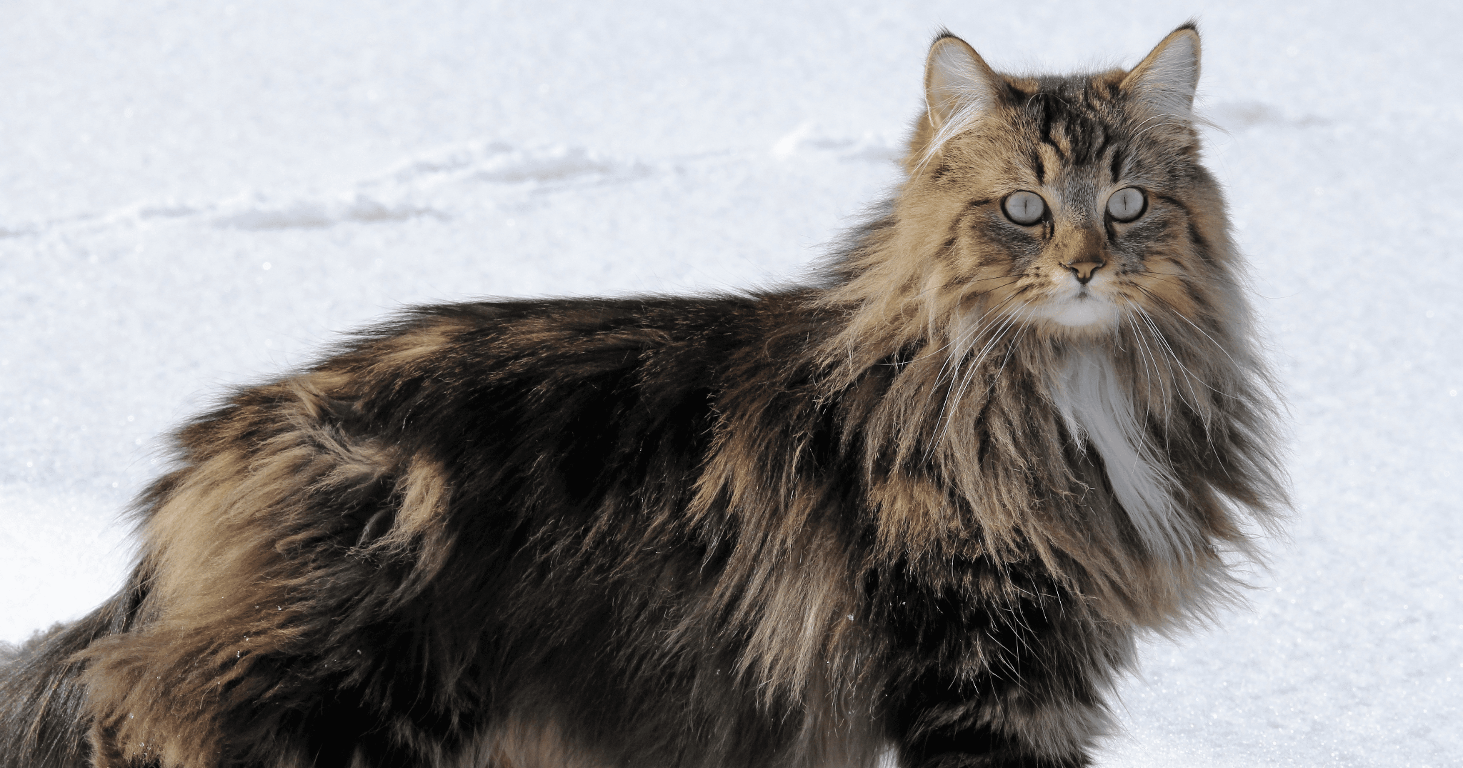 curiosità sul gatto delle Foreste Norvegesi