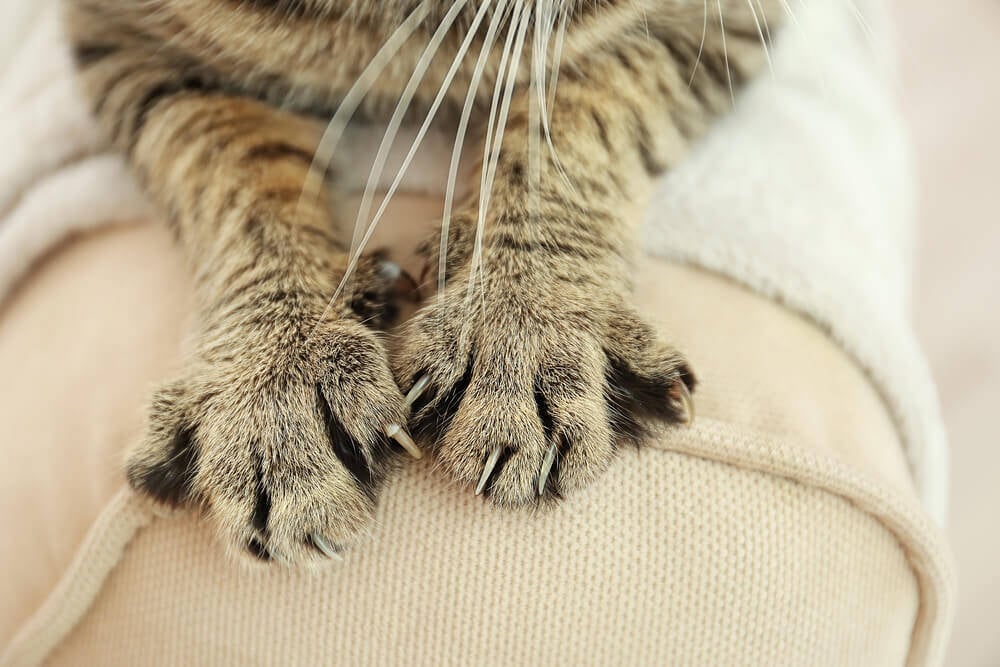 cutting nails-Tabby cat paws on backrest-3