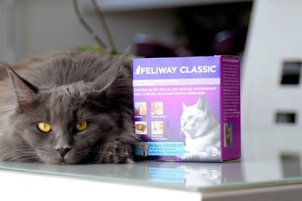 Consigli per l’utilizzo di Feliway diffusore