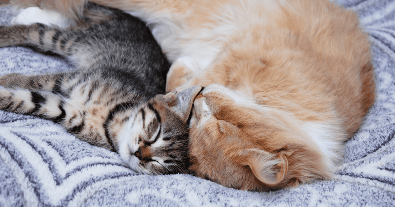 Katzen Konflikt