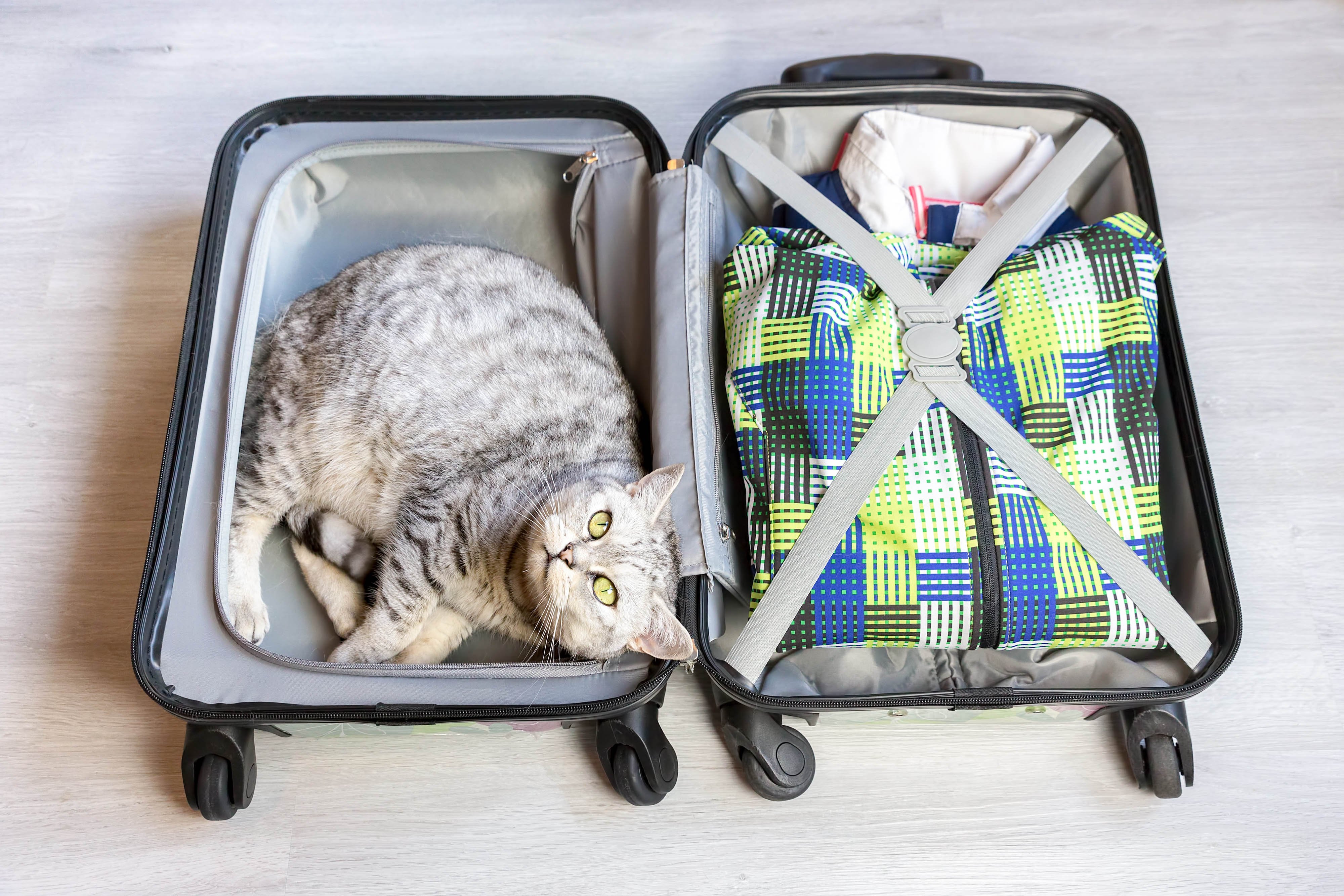 Katze, Urlaub, Koffer