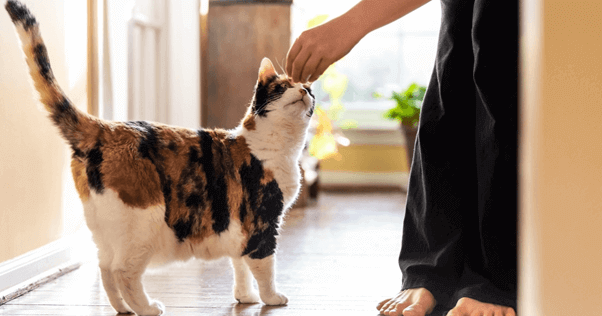 pourquoi éduquer un chat