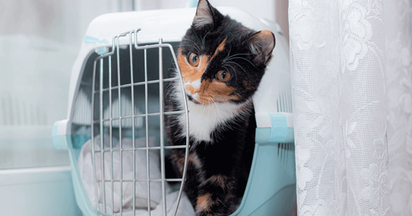 chat éduqué à entrer dans sa caisse de transport