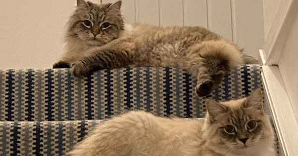 histoire du chat Opera