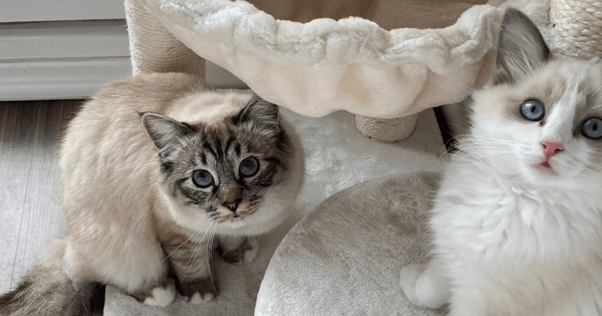 les chats Mateo, Chloe et Hana ont dû surmonter des épreuves avant de trouver leur famille pour toujours