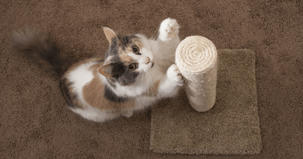 prévoyez un budget mensuel pour votre chat