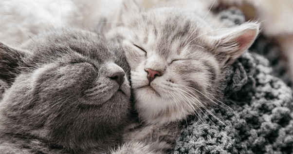 veillez à proposer des activités variés pour occuper votre chat
