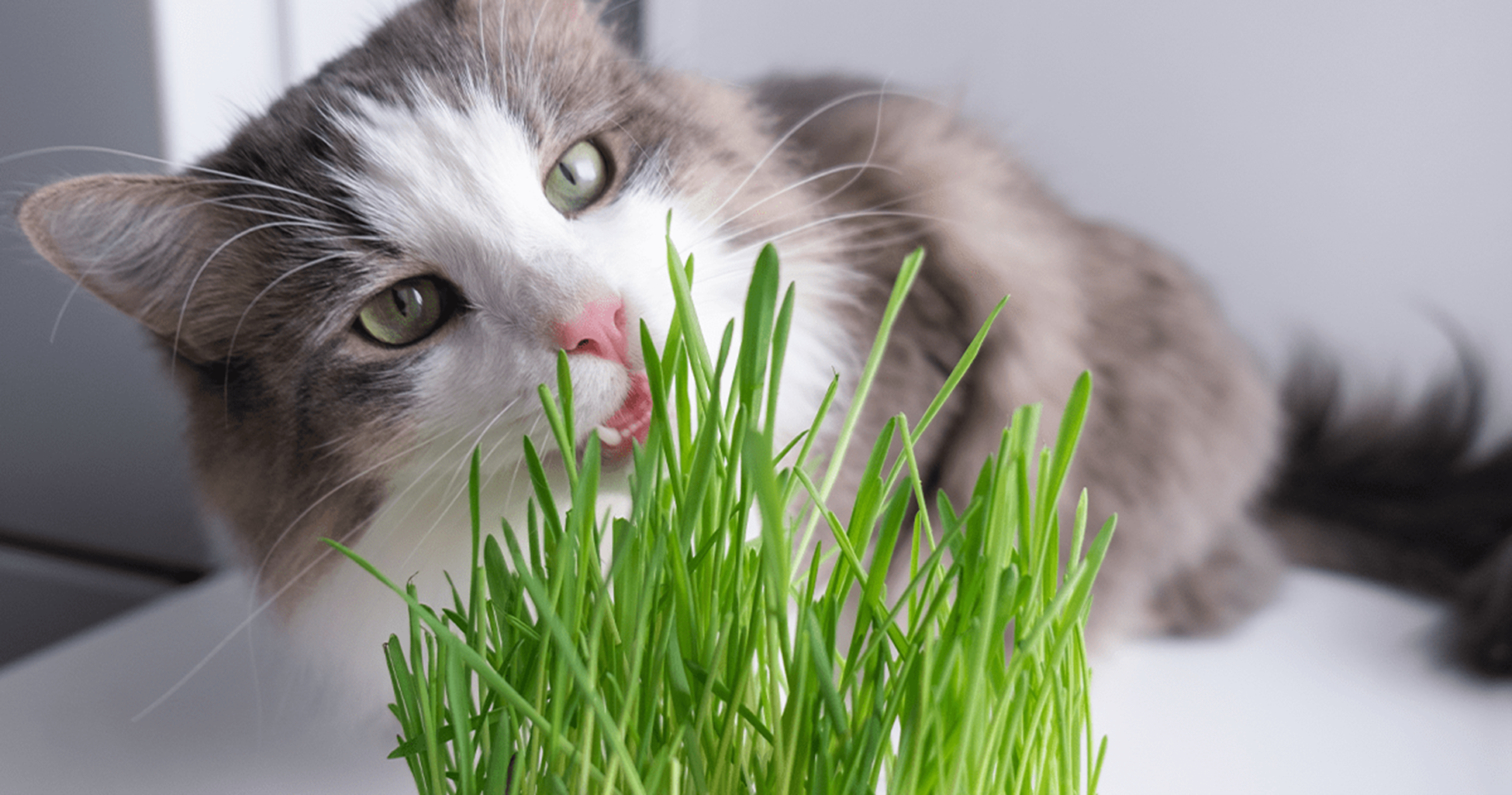 gato comendo grama-1