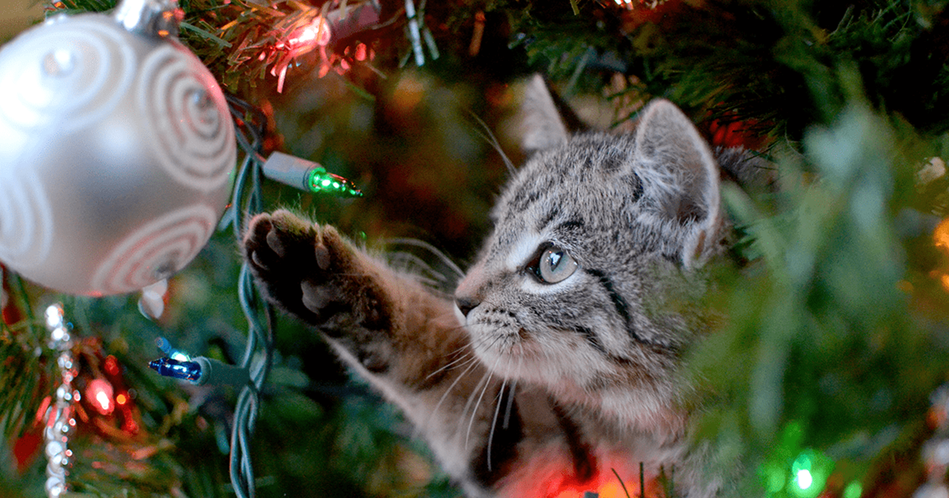 gato e árvore de Natal