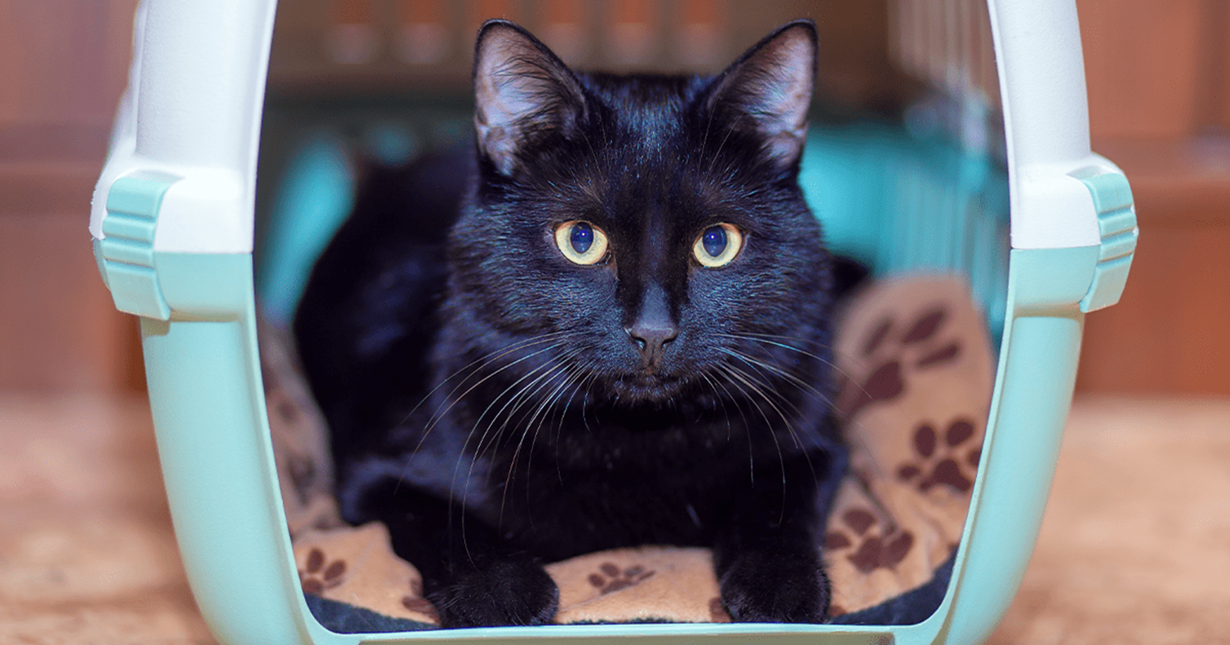 gato preto caixa de transporte-1