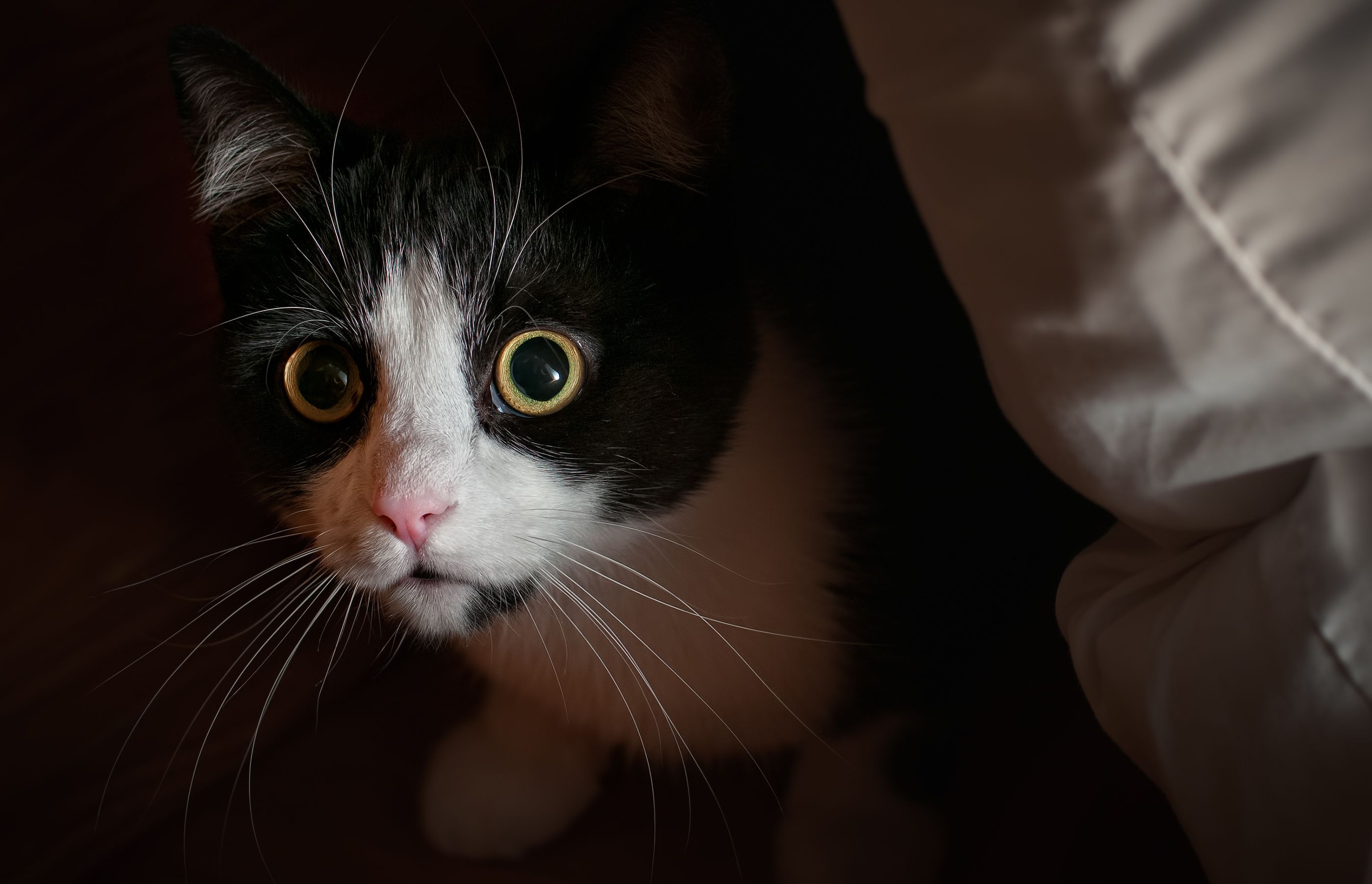 Qué hacer si mi gato tiene miedo a los ruidos fuertes y petardos