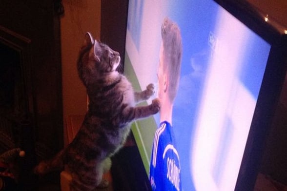 gatti appassionati di calcio
