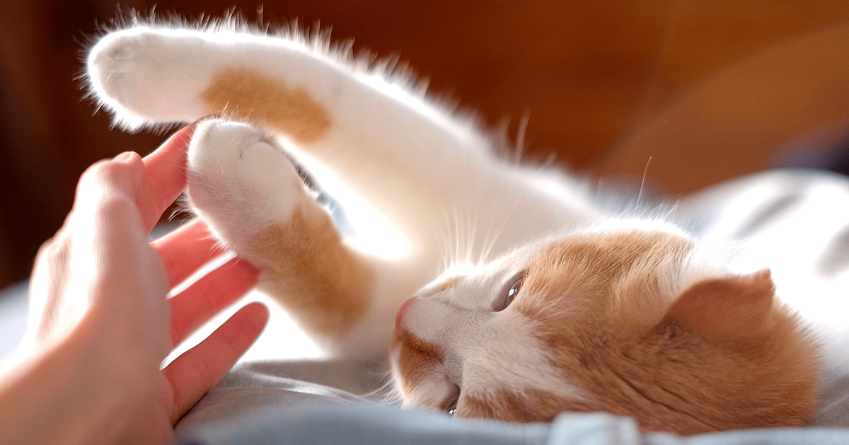 gatti distaccati e indipendenti-1