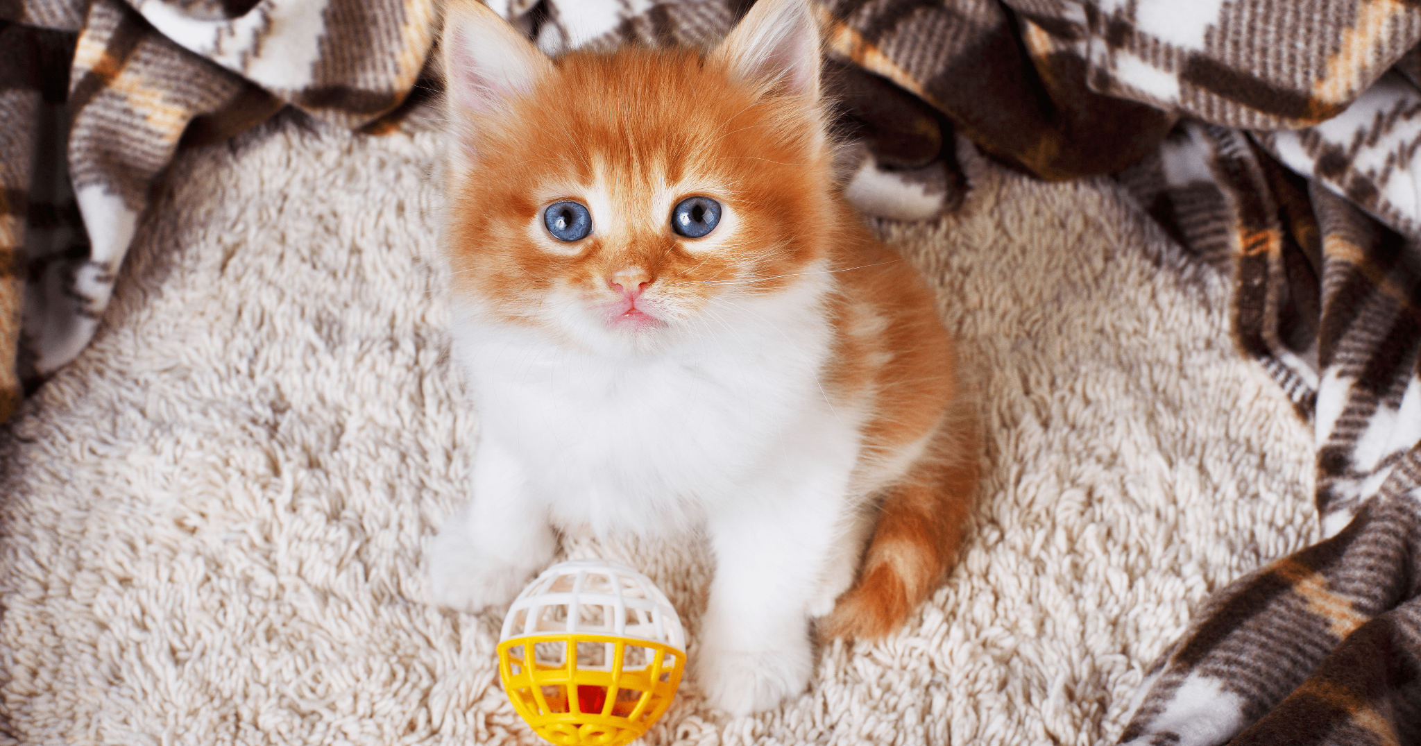 рыжий котенок играет с мячом