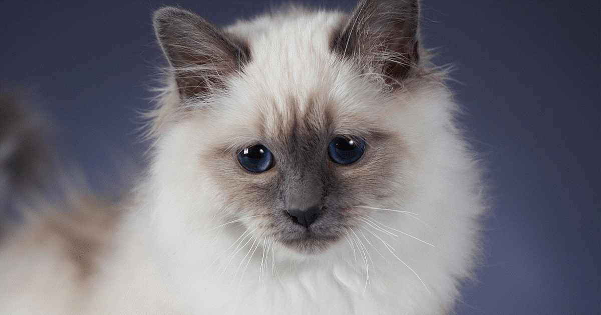 gatto birmano su sfondo azzurro